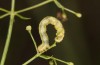 Protorhoe corollaria: Halbw&uuml;chsige Raupe (Griechenland, Taygetos s&uuml;dlich Kalamata, 150m, Mitte Mai 2025) [S]