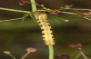 Protorhoe corollaria: Raupe nach der letzten H&auml;utung (Griechenland, Taygetos s&uuml;dlich Kalamata, 150m, Mitte Mai 2025) [M]