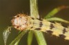 Protorhoe corollaria: Raupe nach der letzten H&auml;utung (Griechenland, Taygetos s&uuml;dlich Kalamata, 150m, Mitte Mai 2025) [M]