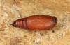 Protorhoe corollaria: Puppe (e.l. Griechenland, Taygetos s&uuml;dlich Kalamata, 150m, Raupen Mitte Mai 2025) [S]
