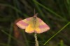 Lythria cruentaria: Männchen (Oberrhein, Baden-Airport, 01. Mai 2018) [N]