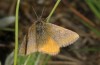 Lythria cruentaria: Männchen (Oberrhein, Baden-Airport, 01. Mai 2018) [N]