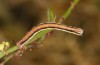 Lythria cruentaria: Raupe (e.l. SE-Polen, Annopol, Raupenfund Anfang September 2021) [S]
