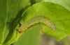 Calliclystis debiliata: Larva (Schwäbisch Gmünd, early May 2012) [M]