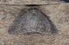 Erannis declinans: Male (e.l. Greece, Siatista near Kozani, larva in early May 2008) [S]