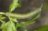 Schistostege decussata: Larva (e.o. Northern Greece 2010) [S]
