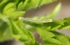 Schistostege decussata: Young larva (e.o. Northern Greece 2010) [S]