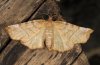 Selenia dentaria: Female (e.l. northern Black Forest, larva in early October 2010) [S]