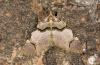 Anticlea derivata: Falter (e.l. Ostalb 2012) [S]