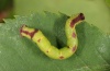 Anticlea derivata: Larva (eastern Swabian Alb, Southern Germany, June 2012) [S]