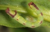 Anticlea derivata: Raupe (Ostalb, Juni 2012) [S]