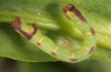 Anticlea derivata: Larva (eastern Swabian Alb, Southern Germany, June 2012) [S]