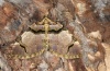 Anticlea derivata: Falter (e.l. Ostalb, Raupe im Juni 2012) [S]