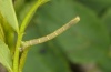 Anticlea derivata: Young larva (eastern Swabian Alb, Southern Germany, early June 2012)