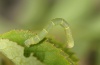 Anticlea derivata: Young larva (eastern Swabian Alb, Southern Germany, early June 2012) [M]