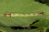 Anticlea derivata: Larva (eastern Swabian Alb, Southern Germany, early June 2012) [S]
