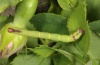 Anticlea derivata: Larva (eastern Swabian Alb, Southern Germany, early June 2012) [M]