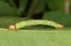 Anticlea derivata: Young larva (eastern Swabian Alb, Southern Germany, early June 2012) [M]