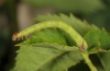 Anticlea derivata: Young larva (eastern Swabian Alb, Southern Germany, early June 2012) [M]