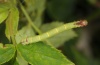 Anticlea derivata: Young larva (eastern Swabian Alb, Southern Germany, early June 2012) [M]