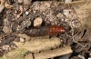 Anticlea derivata: Puppe (e.l. Ostalb 2012) [S]