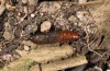 Anticlea derivata: Pupa (e.l. eastern Swabian Alb, Southern Germany 2012) [S]