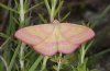 Rhodostrophia discopunctata: Adult (Northern Greece, May 2010) [N]