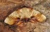 Plagodis dolabraria: Falter (e.l. Oberrhein 2011) [S]