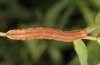 Aplocera efformata: Larva (e.o. Upper Rhine 2011) [S]