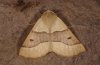 Crocallis elinguaria: Adult [S]
