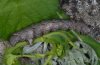 Crocallis elinguaria: Larva (in 2000m above sea level observed at Alchemilla, Valais, Switzerland) [S]