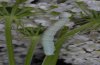 Eupithecia extraversaria: Raupe (blass gefärbte Variante, Ostalb) [M]