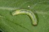 Operophtera fagata: Larva (eastern Swabian Alb, Southern Germany) [M]