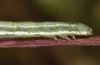 Narraga fasciolaria: Larva (e.l. rearing, SE-Poland, larva in early September 2021) [S]