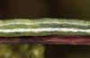 Narraga fasciolaria: Larva (e.l. rearing, SE-Poland, larva in early September 2021) [S]