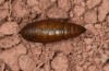 Narraga fasciolaria: Pupa (e.l. rearing, SE-Poland, larva in early September 2021) [S]