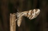 Narraga fasciolaria: Female (e.l. rearing, SE-Poland, larva in early September 2021) [S]