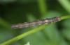 Cleta filacearia: Larva (e.o. N-Greece, Siatista, adult in May 2014) [S]