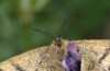 Cleta filacearia: Männchen-Unterseite (N-Griechenland, Siatista, Mai 2014) [N]