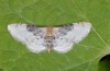 Idaea filicata: Adult (Northern Greece, Kozani) [N]