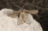 Zamacra flabellaria: Female (e.l. rearing Central Greece, Delphi, larva in early May 2017) [S]