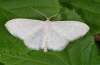 Scopula floslactata: Falter (e.l. Ostalb 2010) [S]