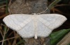 Adult (e.l. eastern Swabian Alb, Southern Germany)