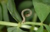 Scopula floslactata: Jungraupe [S]