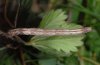 Scopula floslactata: Raupe [S]