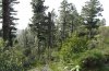 Ascotis fortunata: Larvalhabitat auf La Gomera: Myrica faya in lichtem Kiefernwald, Dezember 2008. [N]