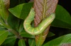 Ascotis fortunata: Larva (Madeira, Encumeada, March 2013) [M]