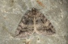 Hydriomena furcata: Adult (e.l. Hautes-Alpes 2012) [S]