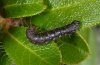 Rheumaptera hastata: Larva (Rätikon, west Austrian Alps) [M]