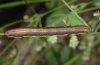 Epirrhoe hastulata: Larva (eastern Swabian Alb, Southern Germany, July 2009) [M]